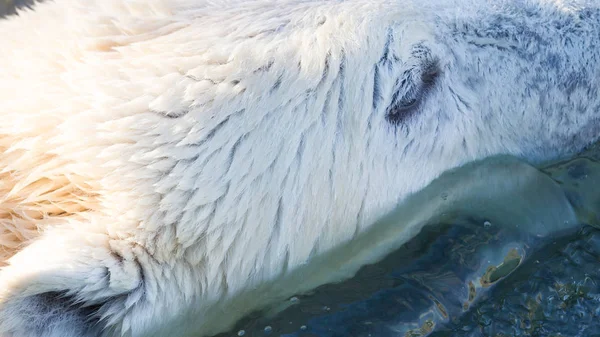 Primo piano di un orso polare (orso di ghiaccio ) — Foto Stock