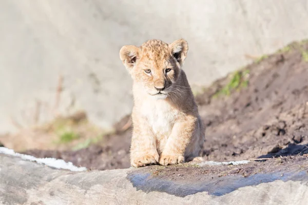 Lion cub exploring it's surroundings — Stock Photo, Image