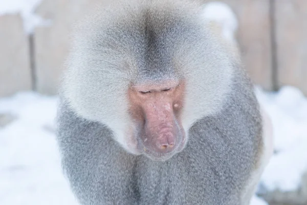 Close up van mannelijke hamadryas baviaan — Stockfoto