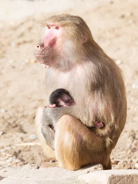 Baboon mother and her little one — Stock Photo, Image