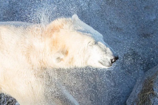 Detail polarbear (icebear), Selektivní ostření na oči — Stock fotografie
