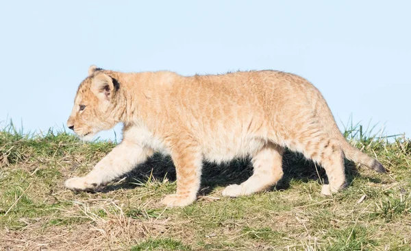 Lion cub verkennen van de omgeving — Stockfoto