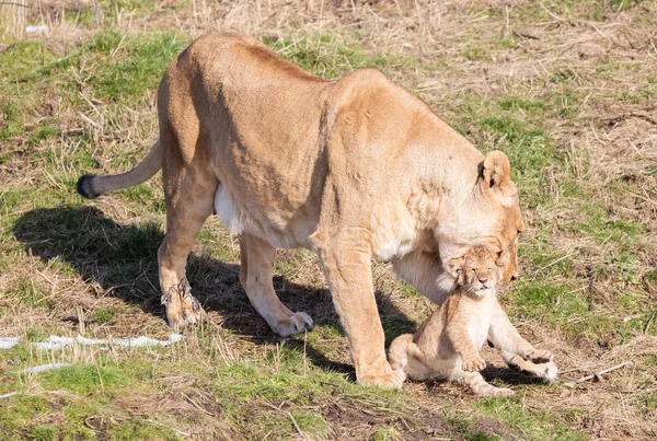 Lejoninna och ungar, att utforska sin omgivning — Stockfoto