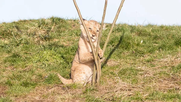 Lion cub verkennen van de omgeving — Stockfoto