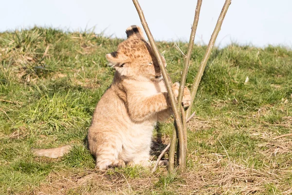 Lion cub verkennen van de omgeving — Stockfoto