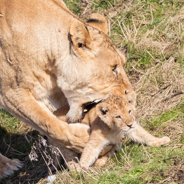 Λέαινα και cubs, εξερευνώντας το περιβάλλον τους — Φωτογραφία Αρχείου