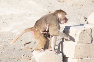 Babun anne ve onu küçük bir