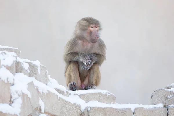 Mono macaco descansando — Foto de Stock
