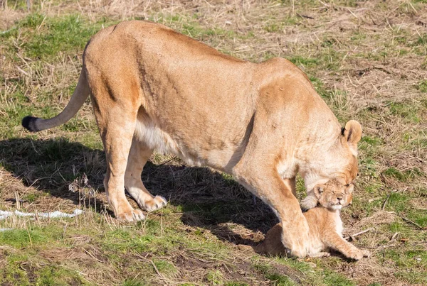 Löwin und Junge erkunden ihre Umgebung — Stockfoto