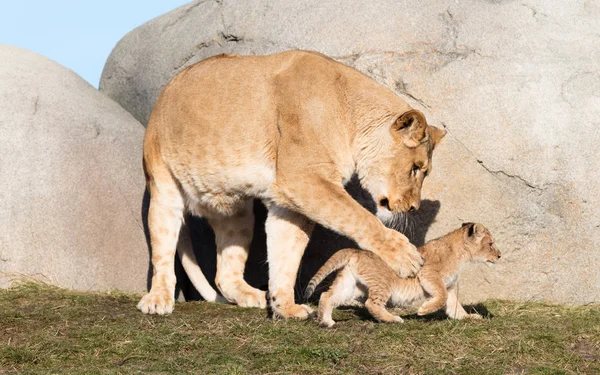 Lioness and cubs, exploring their surroundings — Stock Photo, Image
