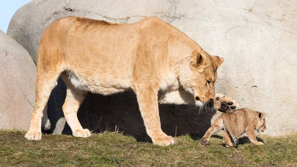 Leeuwin en cubs, verkennen hun omgeving — Stockfoto