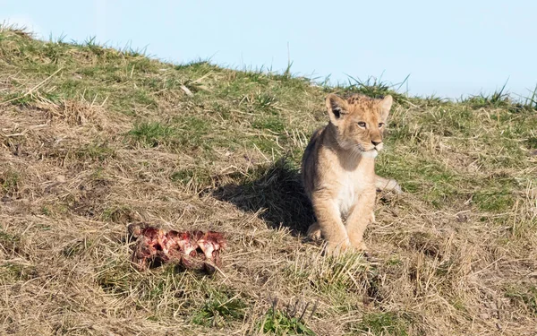 León cachorro explorando sus alrededores — Foto de Stock