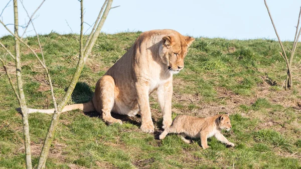 Λέαινα και cubs, εξερευνώντας το περιβάλλον τους — Φωτογραφία Αρχείου