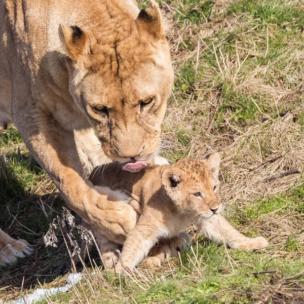 Lejoninna och ungar, att utforska sin omgivning — Stockfoto