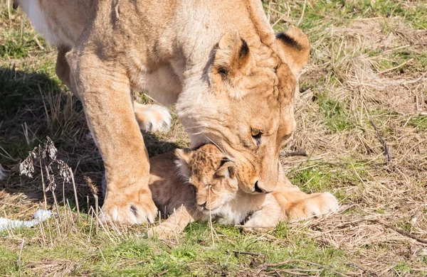 Leeuwin en cubs, verkennen hun omgeving — Stockfoto