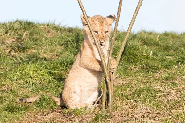 Lion cub exploring it's surroundings — Stock Photo, Image