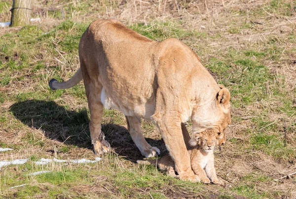Leeuwin en cubs, verkennen hun omgeving — Stockfoto