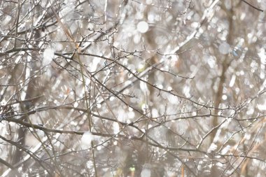 doğa bagaja huş ağacı