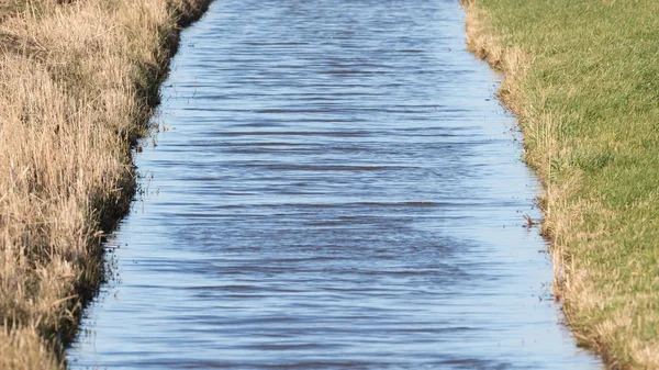 湿地弗里斯兰的沟渠和草地, 选择性聚焦 — 图库照片