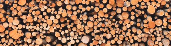 Stacked timber in a dutch forrest — Stock Photo, Image