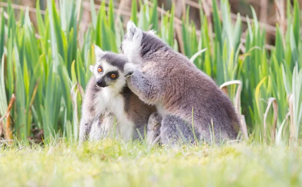 Sunbathing ring-tailed lemur in captivity — Stock Photo, Image