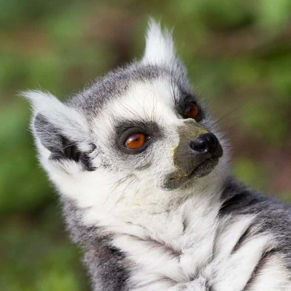 Togliere il sole lemure coda anulare in cattività — Foto Stock
