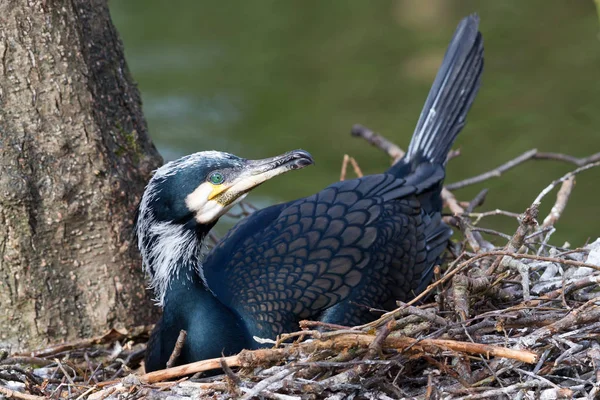 Cormorant dewasa beristirahat — Stok Foto