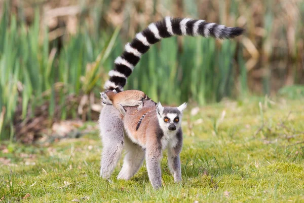 Ogoniasty lemur — Zdjęcie stockowe