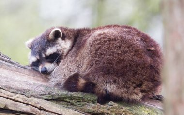 Bir ağaç üzerinde yetişkin racoon