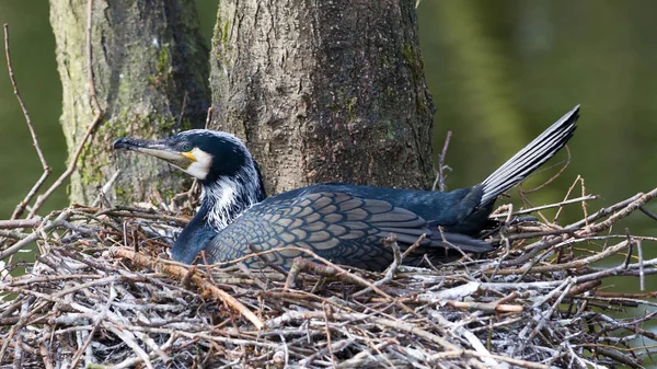 Adult skarv vilande — Stockfoto