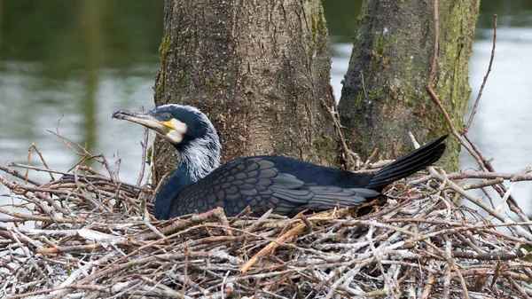 Volwassen Aalscholver rusten — Stockfoto