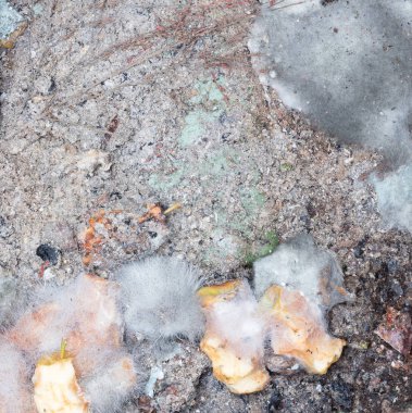 Çürüyen meyve bir çöp kovası