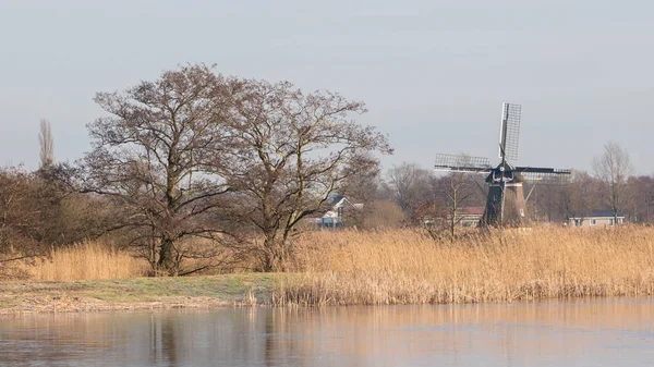 Baum und Schilf an einem See — Stockfoto