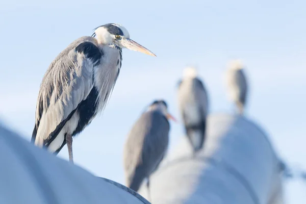 Afbeelding van een blauwe reiger — Stockfoto