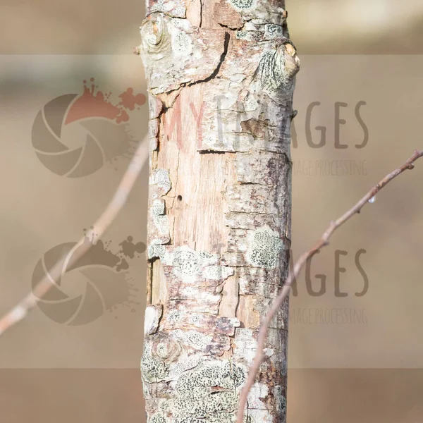 Dying tree in nature — Stock Photo, Image