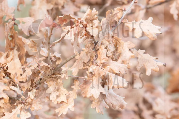 Folhas de carvalho marrom, foco seletivo — Fotografia de Stock