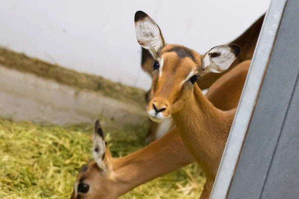Hane svart-faced impala — Stockfoto