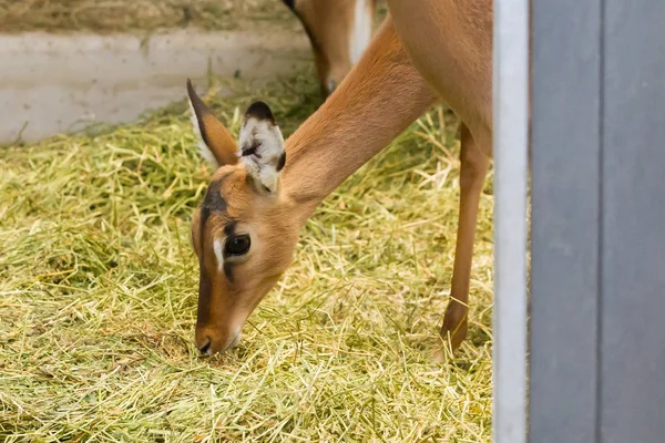 Samec černý-stál před impala — Stock fotografie