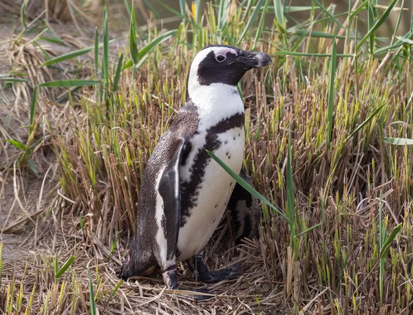 Pápaszemes pingvin, egyede megtalálható demersus — Stock Fotó