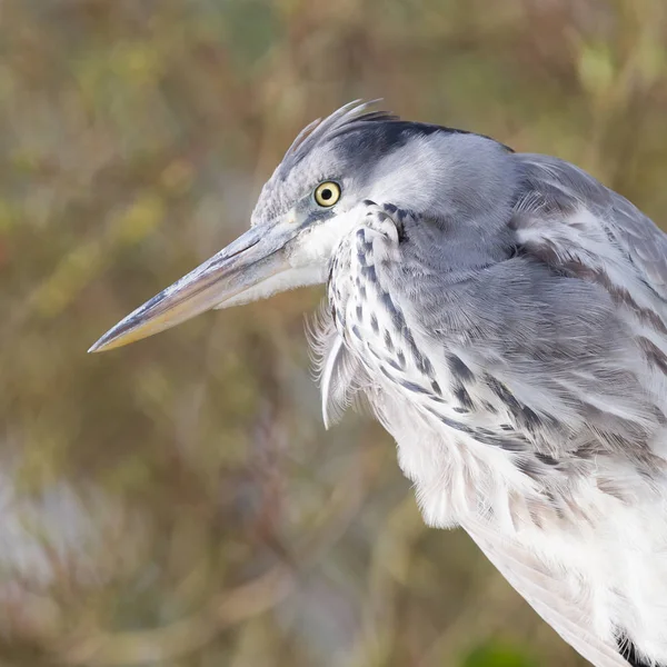 Image of a great blue heron — Stock Photo, Image