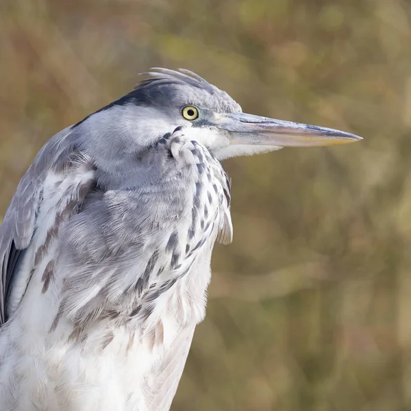 Image of a great blue heron — Stock Photo, Image