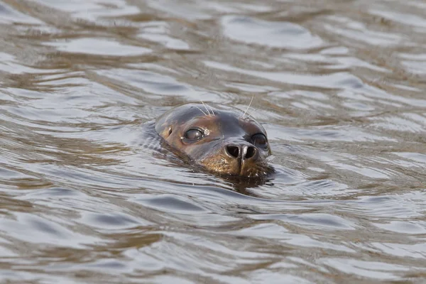 Close-up van een zeeleeuw Californië — Stockfoto