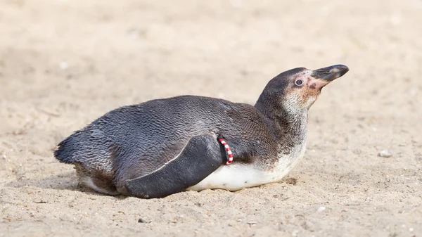 Humboldt pengueni yakın çekim — Stok fotoğraf