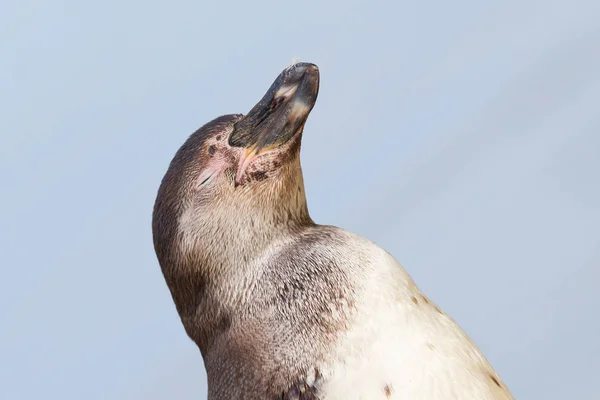 フンボルト ペンギンをクローズ アップ — ストック写真