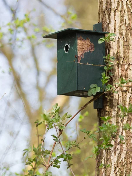 Small green birdhouse — Stock Photo, Image