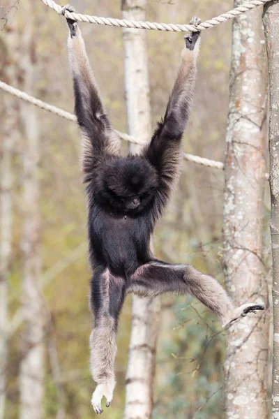 Gibbon main blanche adulte — Photo