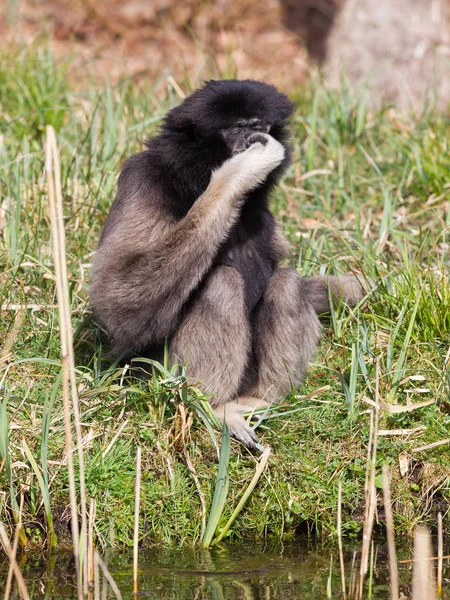 Volwassen witte overhandigde gibbon — Stockfoto