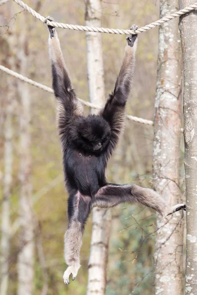 Adult white handed gibbon — Stock Photo, Image