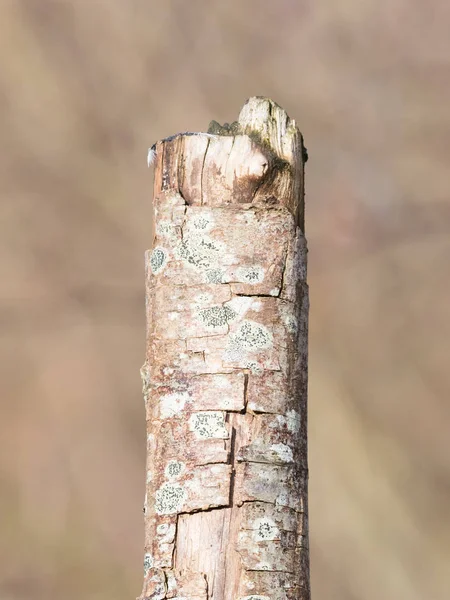 Árvore morrendo na natureza — Fotografia de Stock