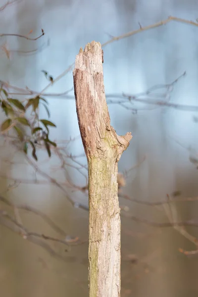 Dying tree in nature — Stock Photo, Image